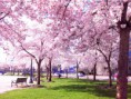 /album/japonsko/sakura-jpg/